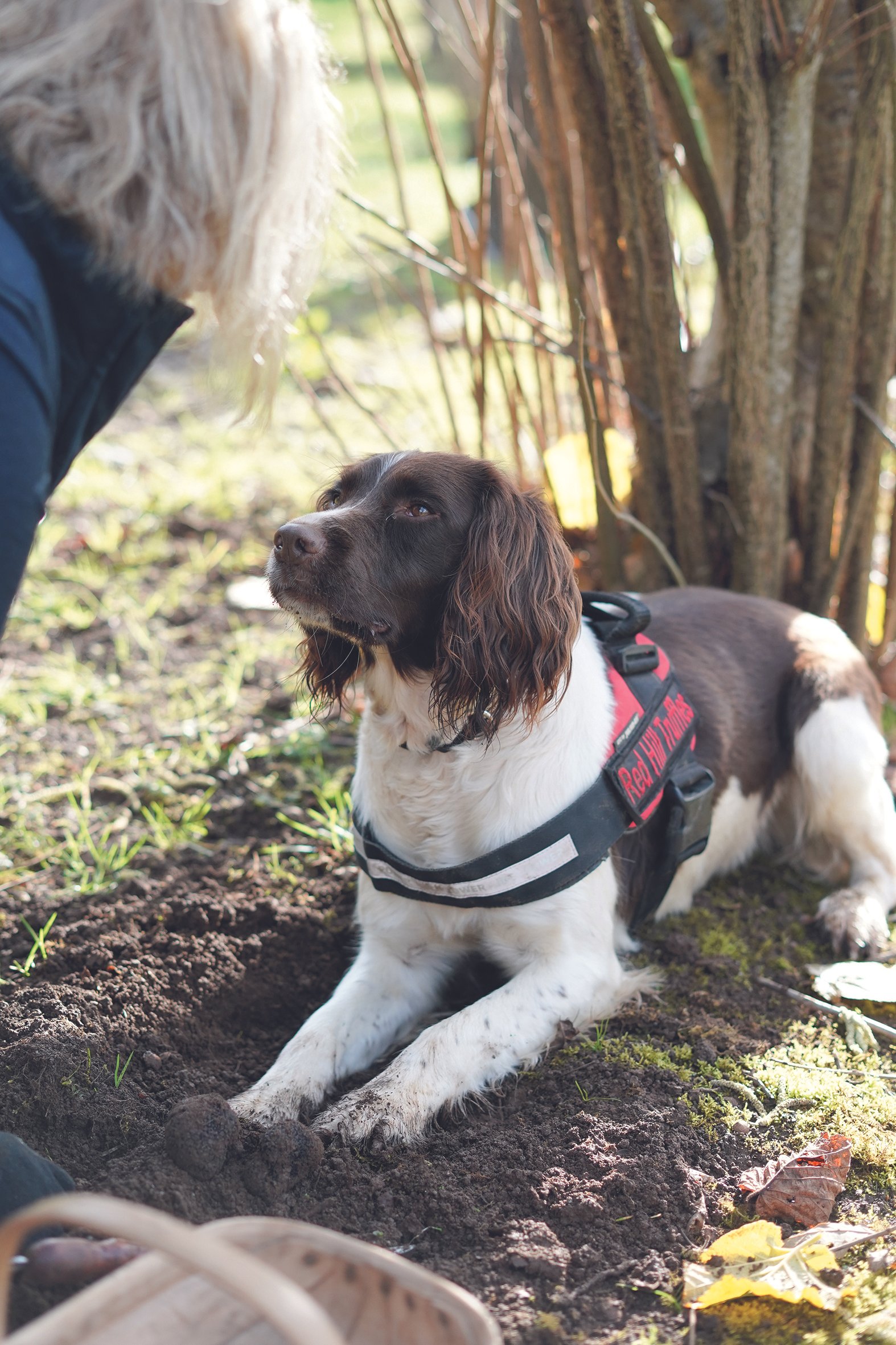 Red Hill Truffles — EatDrink Mornington Peninsula