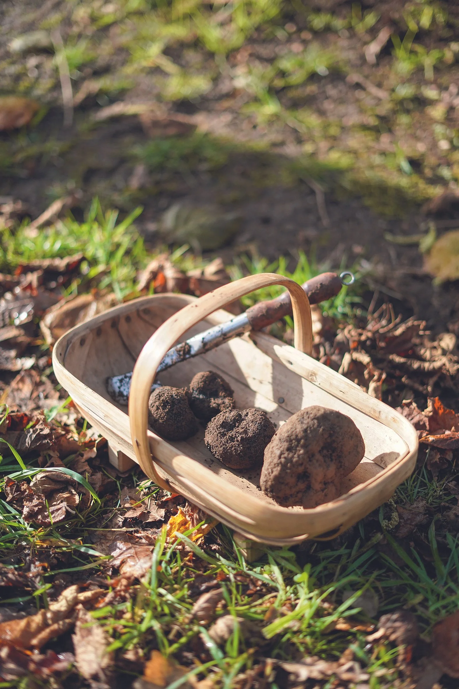 Red Hill Truffles — EatDrink Mornington Peninsula
