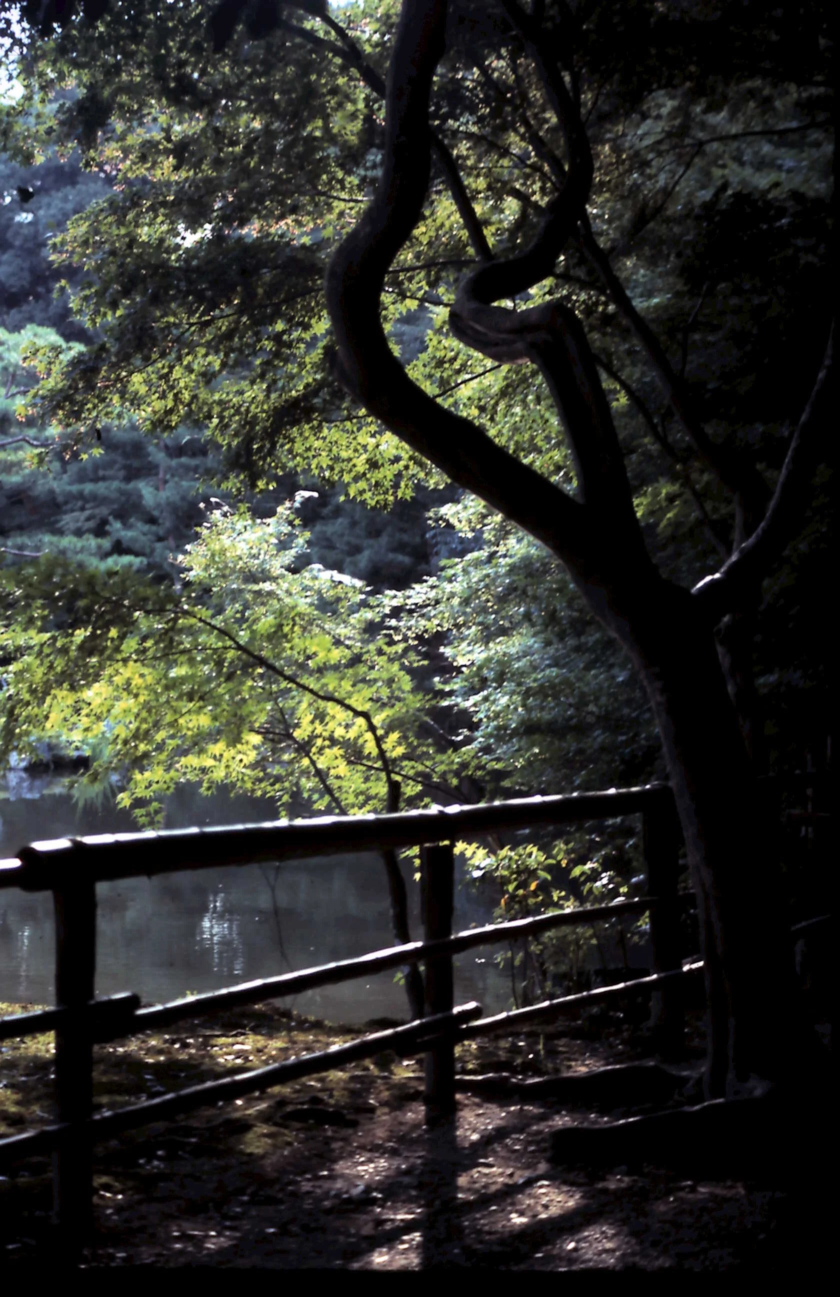 12-29-2010_017.JPG