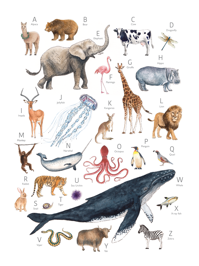 Animal-alphabet-web.png