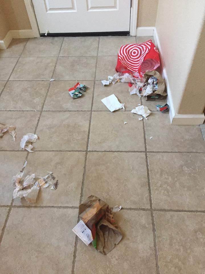 Okay, so which pup tore open the trash?
