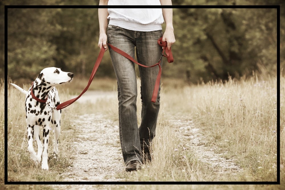 Why Does My Dog Walk So Slowly