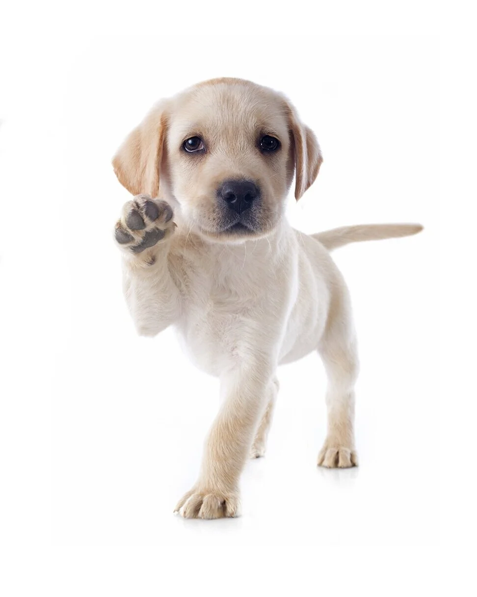 SMALL_AdobeStock_63641056_cynoclub_small.jpg