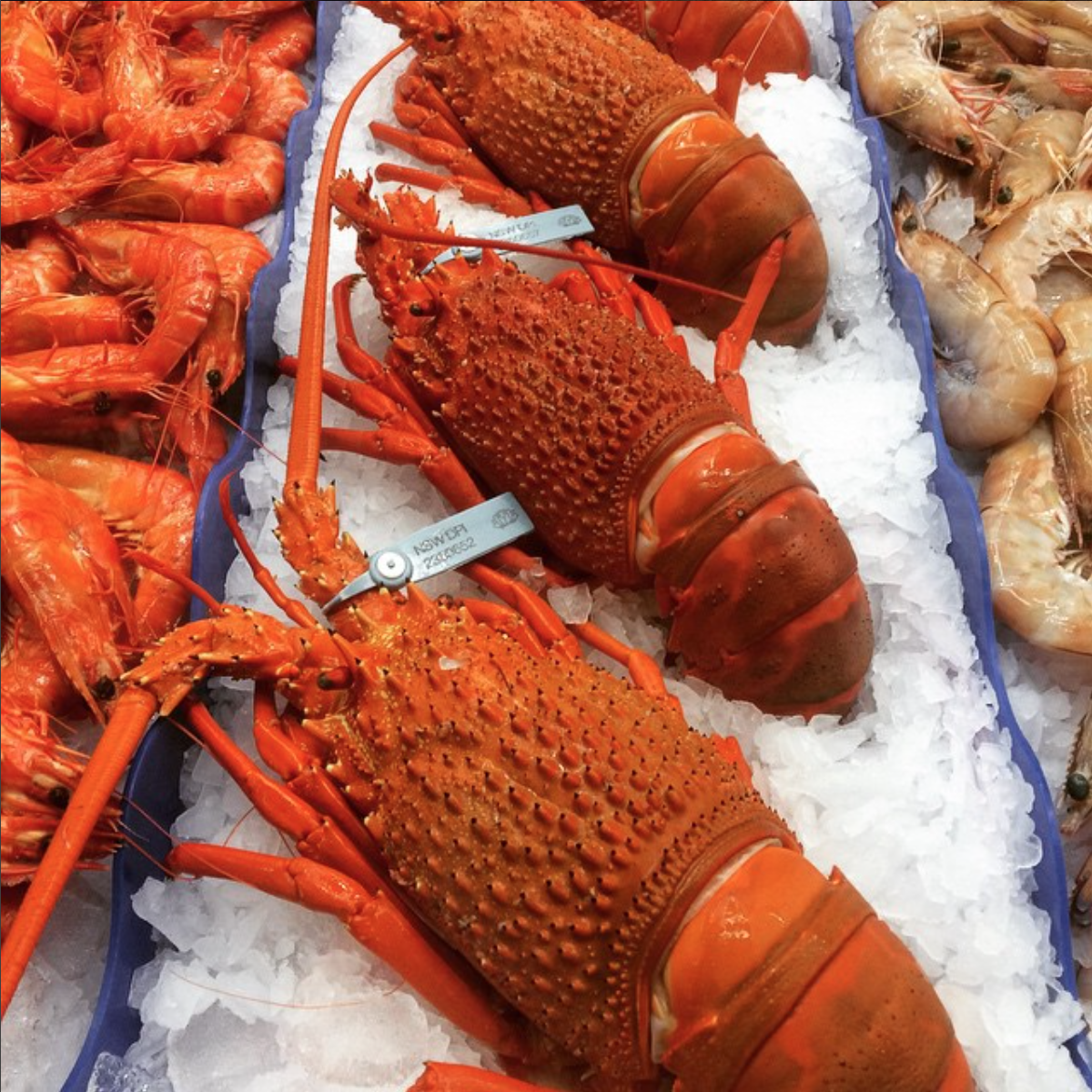 Avalon Fish Shop Lobsters