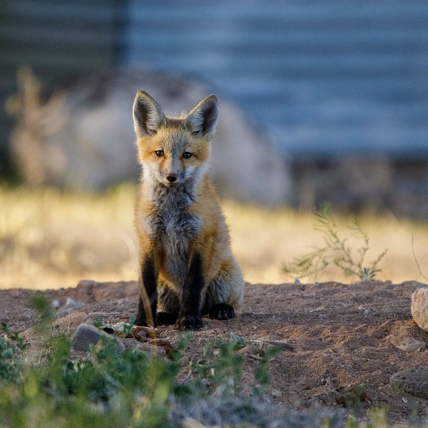 A fox and her pup. There are several living behind our place and they kits play every morning. More pics to come!
.
.
.
#colorado #wildlifephotography #mountains #coloradolife #wildlife #nature #coloradogram #mountain #coloradotography #wildlifeplane