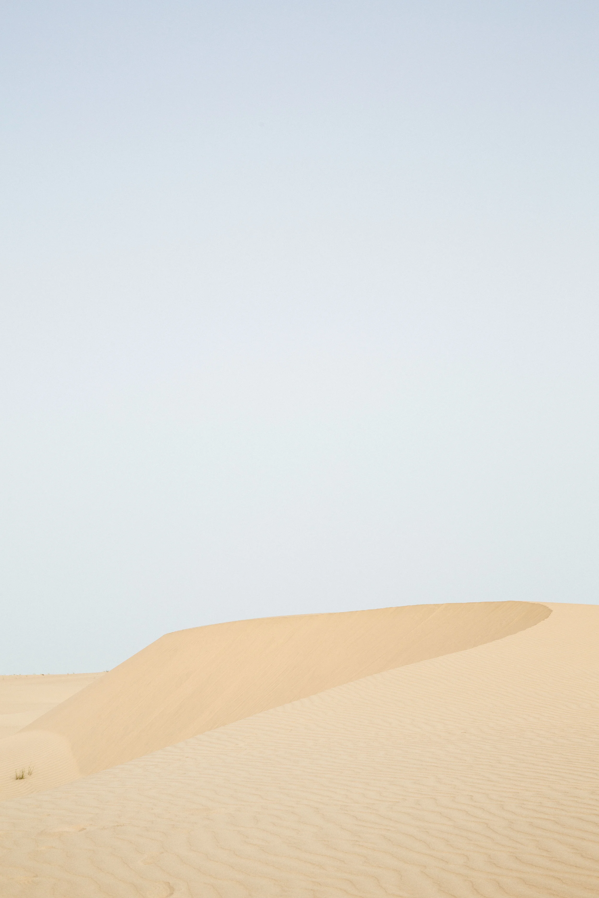 india2_jaislamer_camel-9.jpg