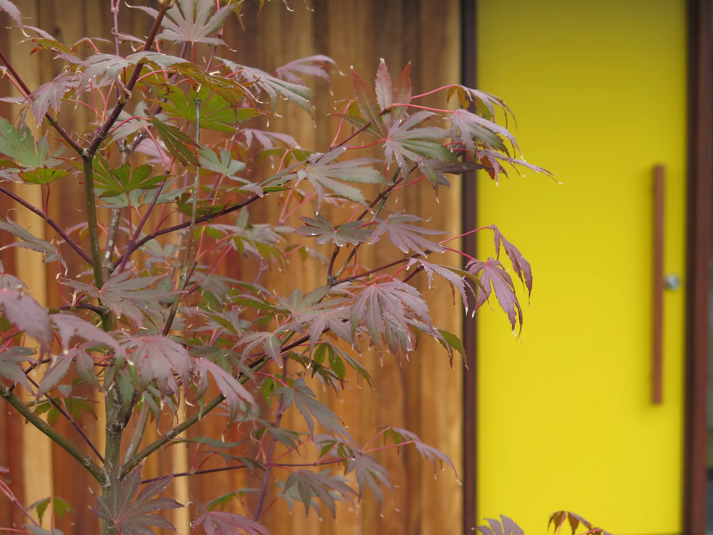 Takt Robertson Yarrawa door detail.jpg