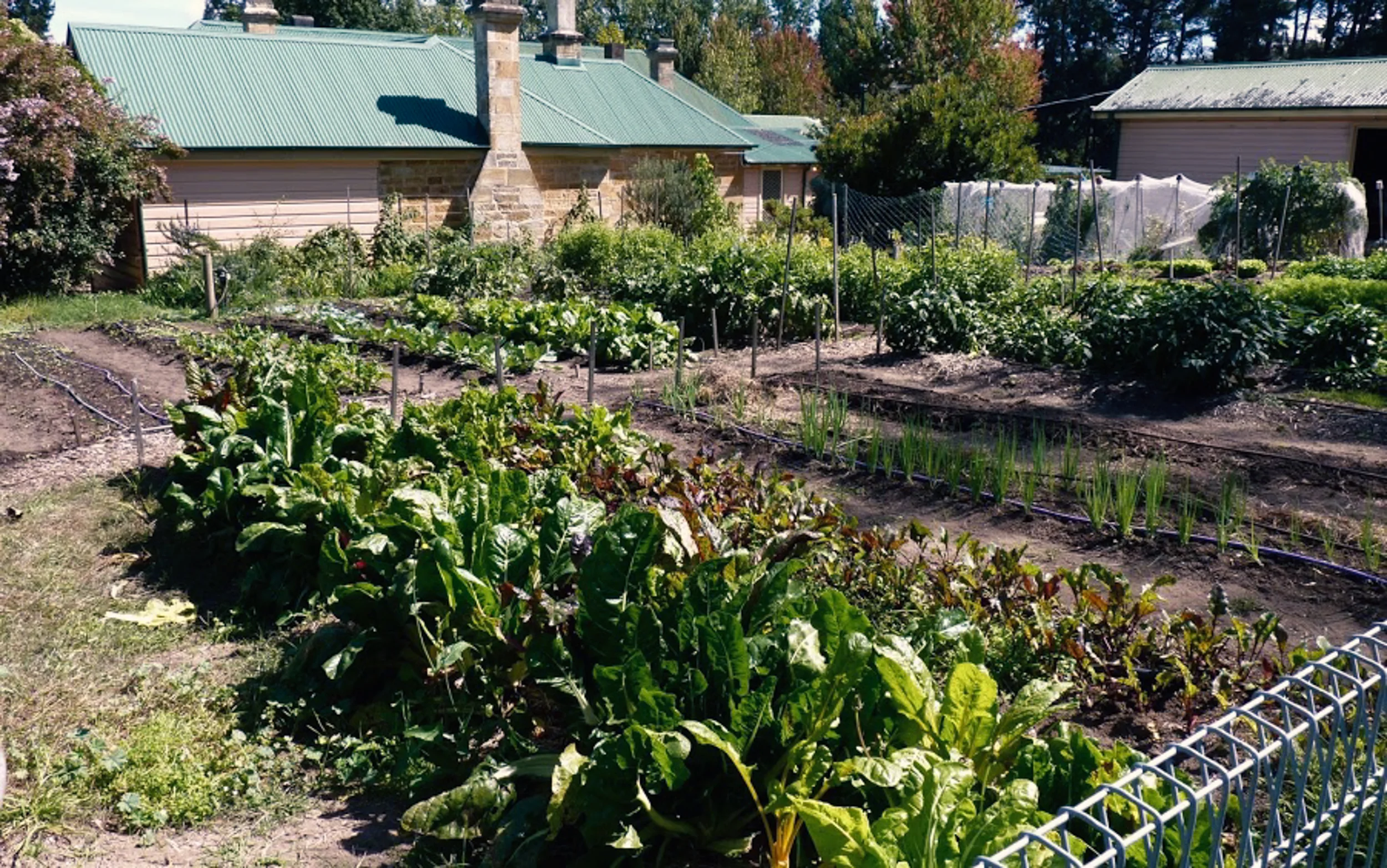 Berrima garden2.jpg