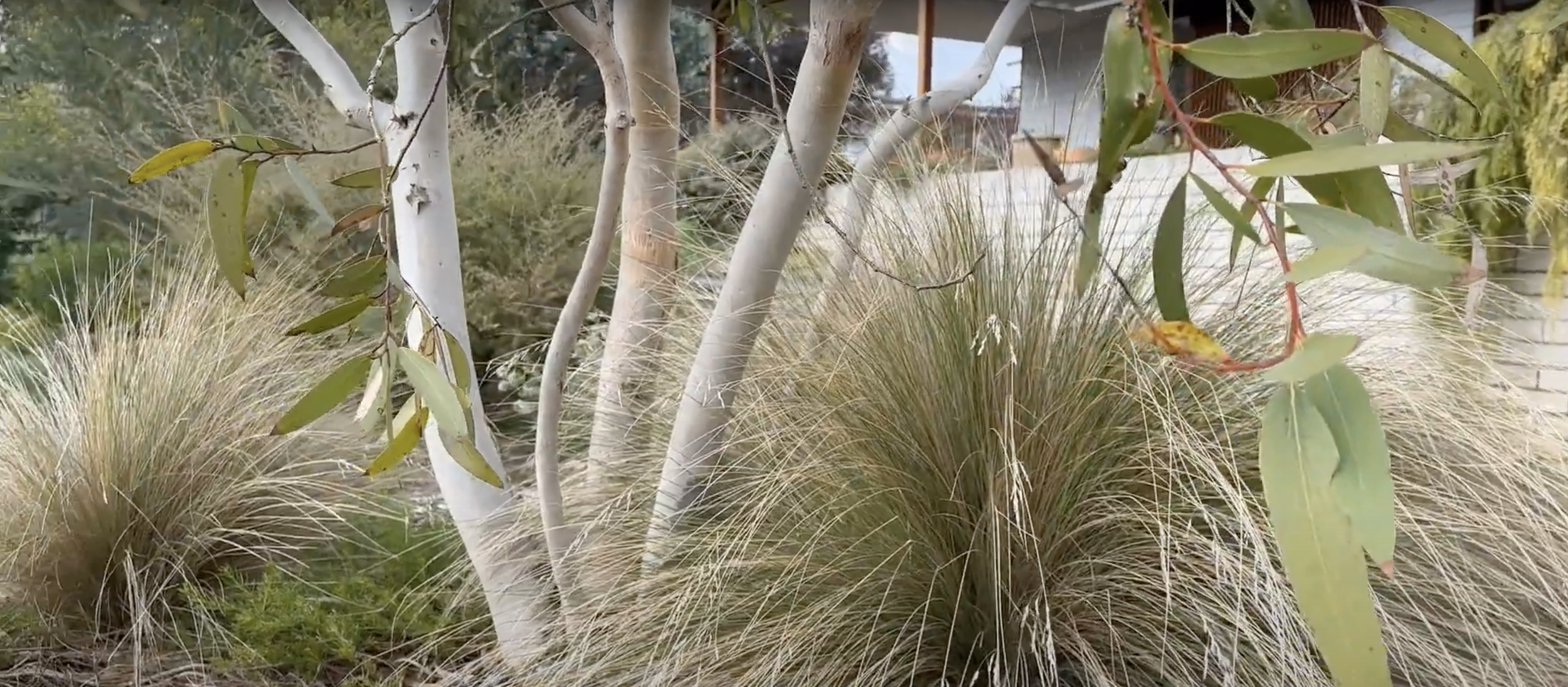 Sarah's Garden Tour1.png