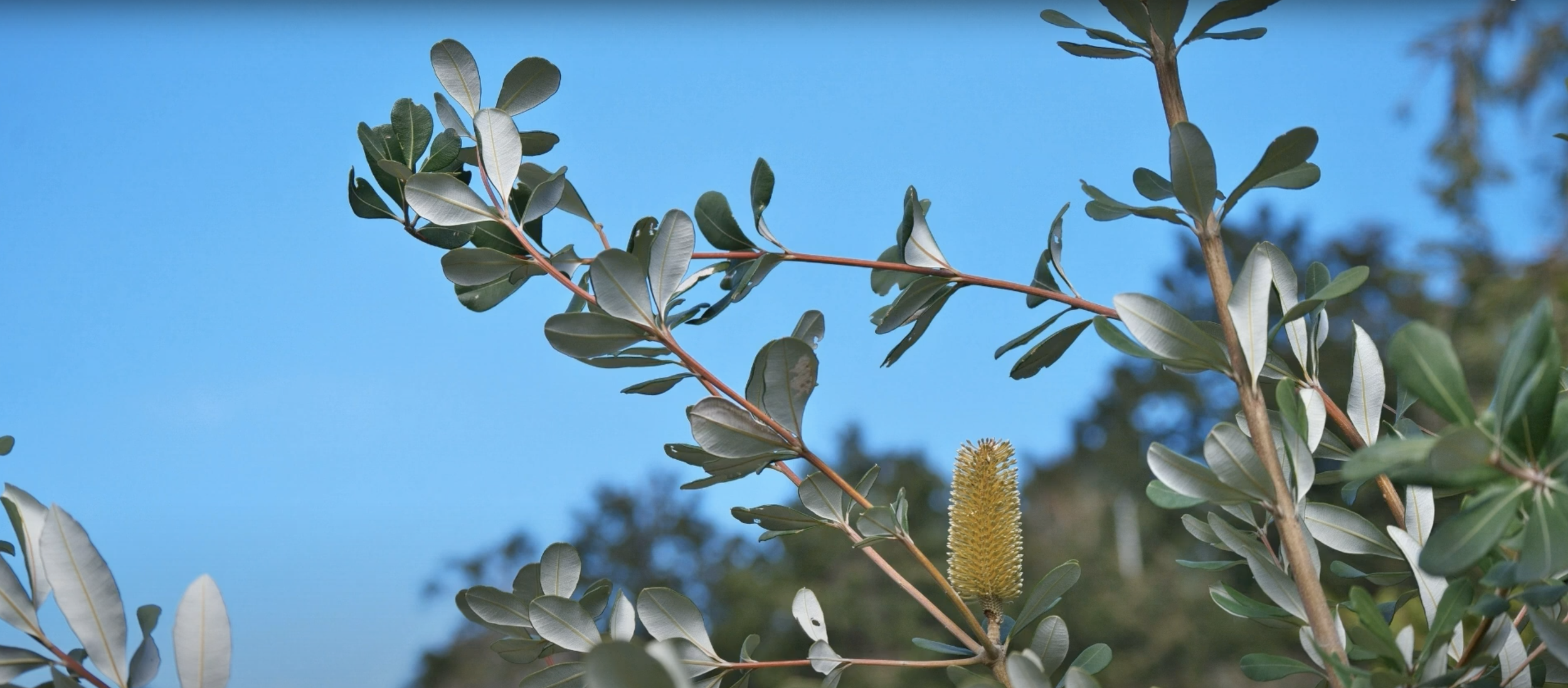Sarah's Garden Tour15.png