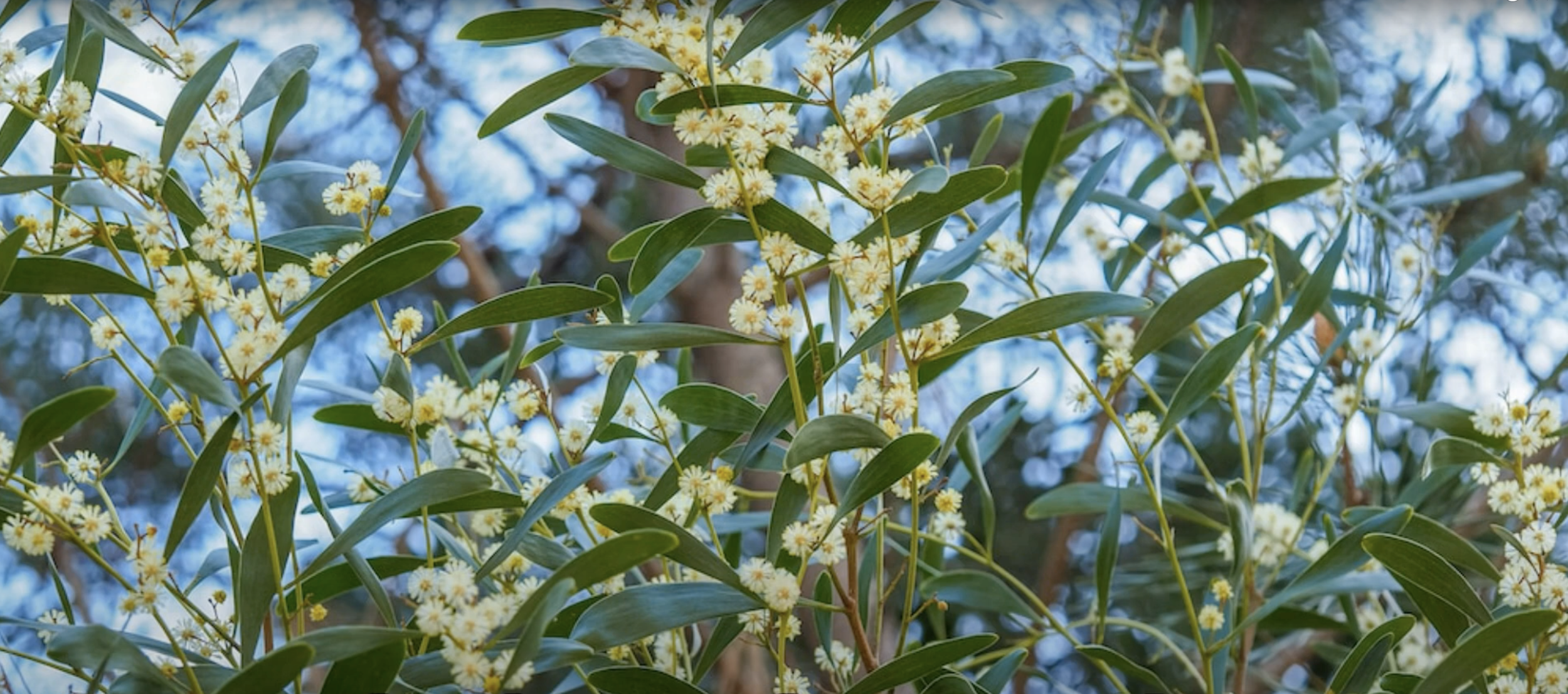 Sarah's Garden Tour25.png