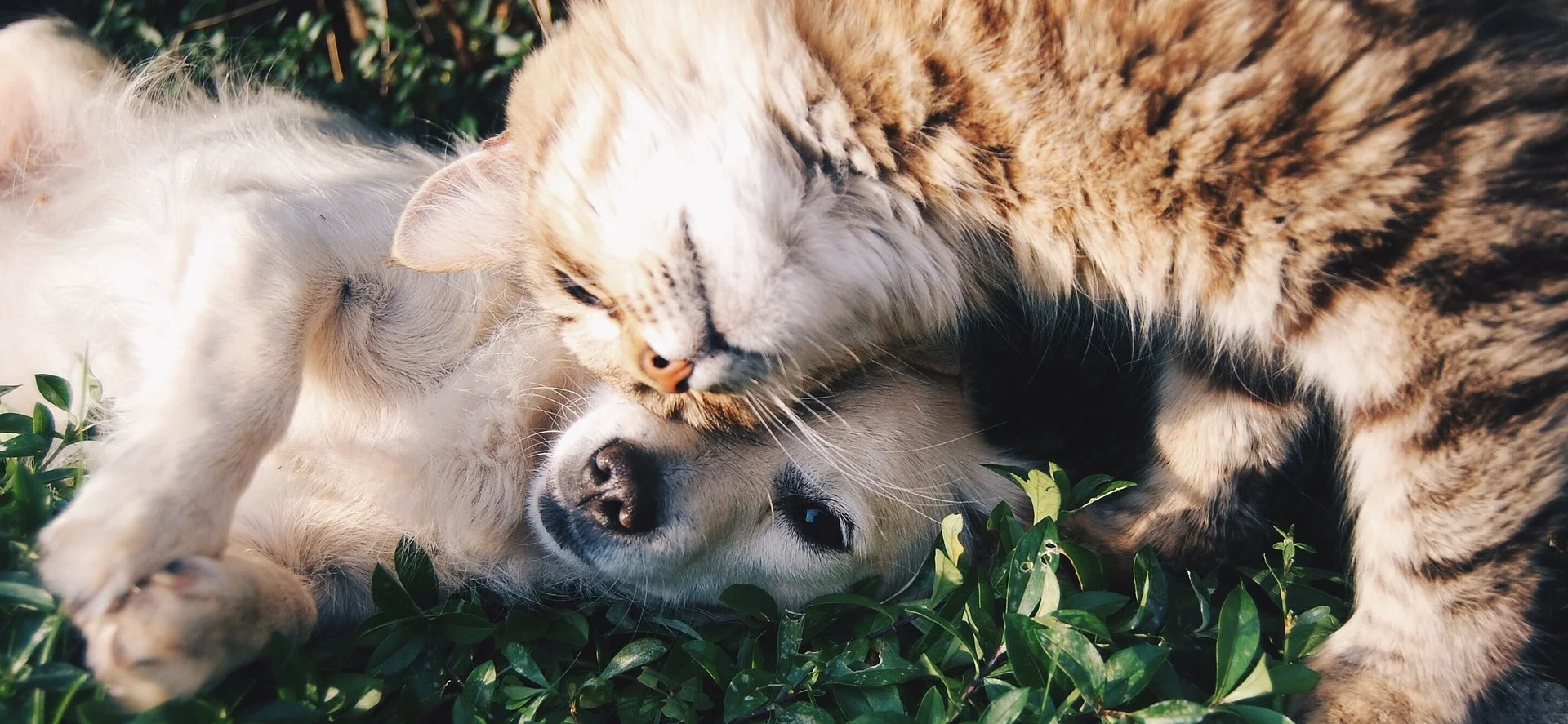friends-1149841_1920.jpg