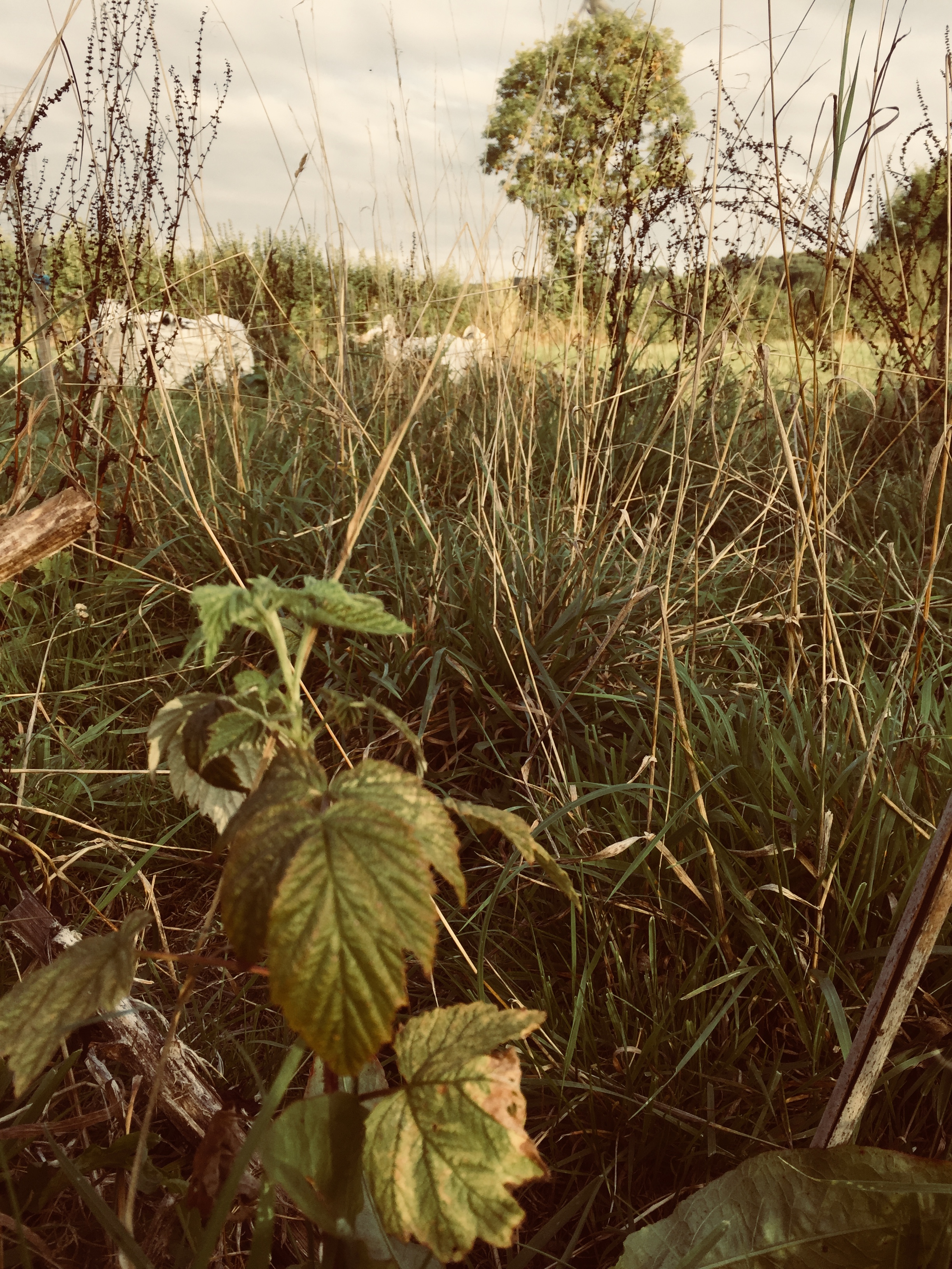 image00010.jpeg