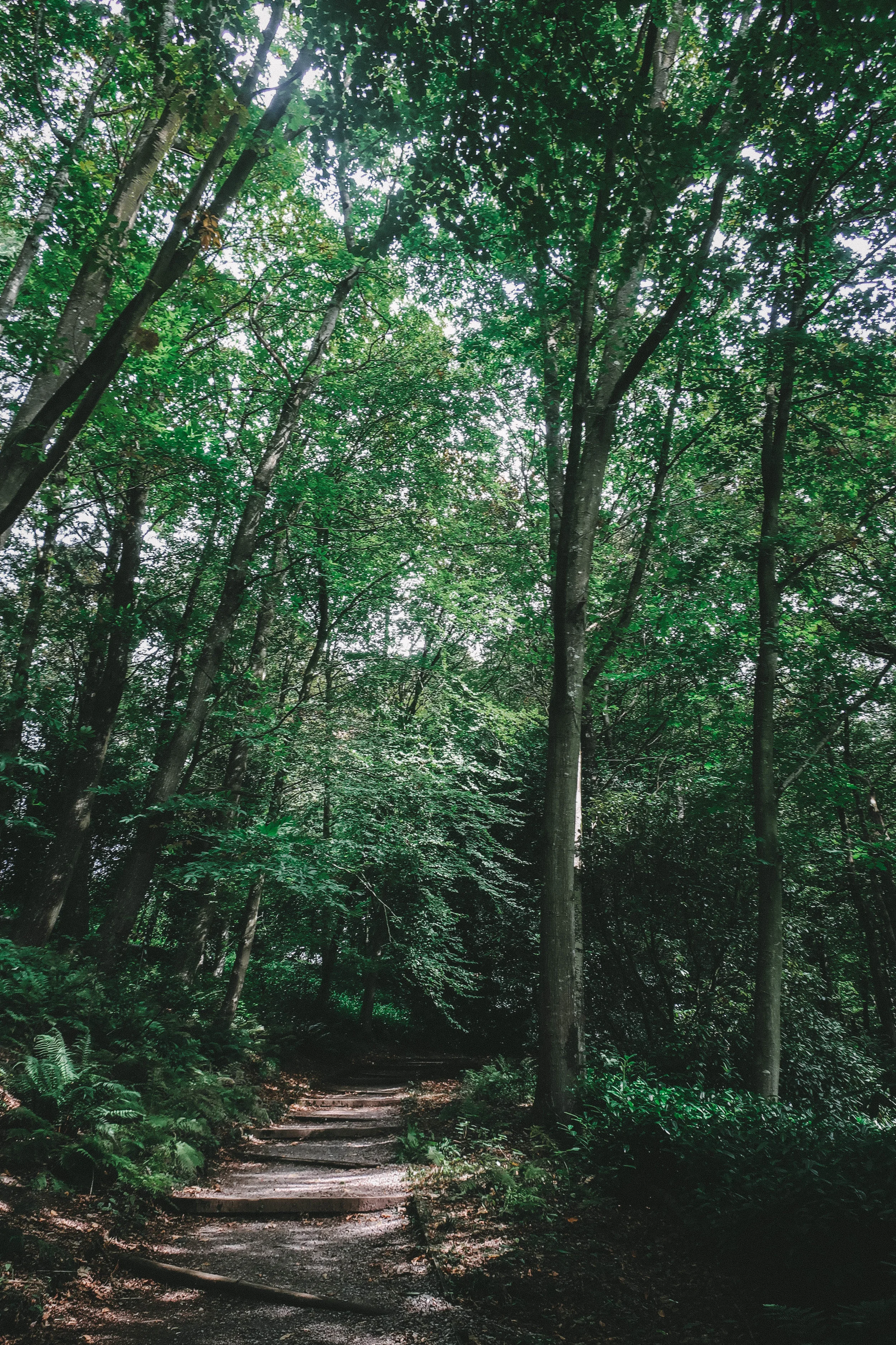 stourhead15 (1 of 1).jpg