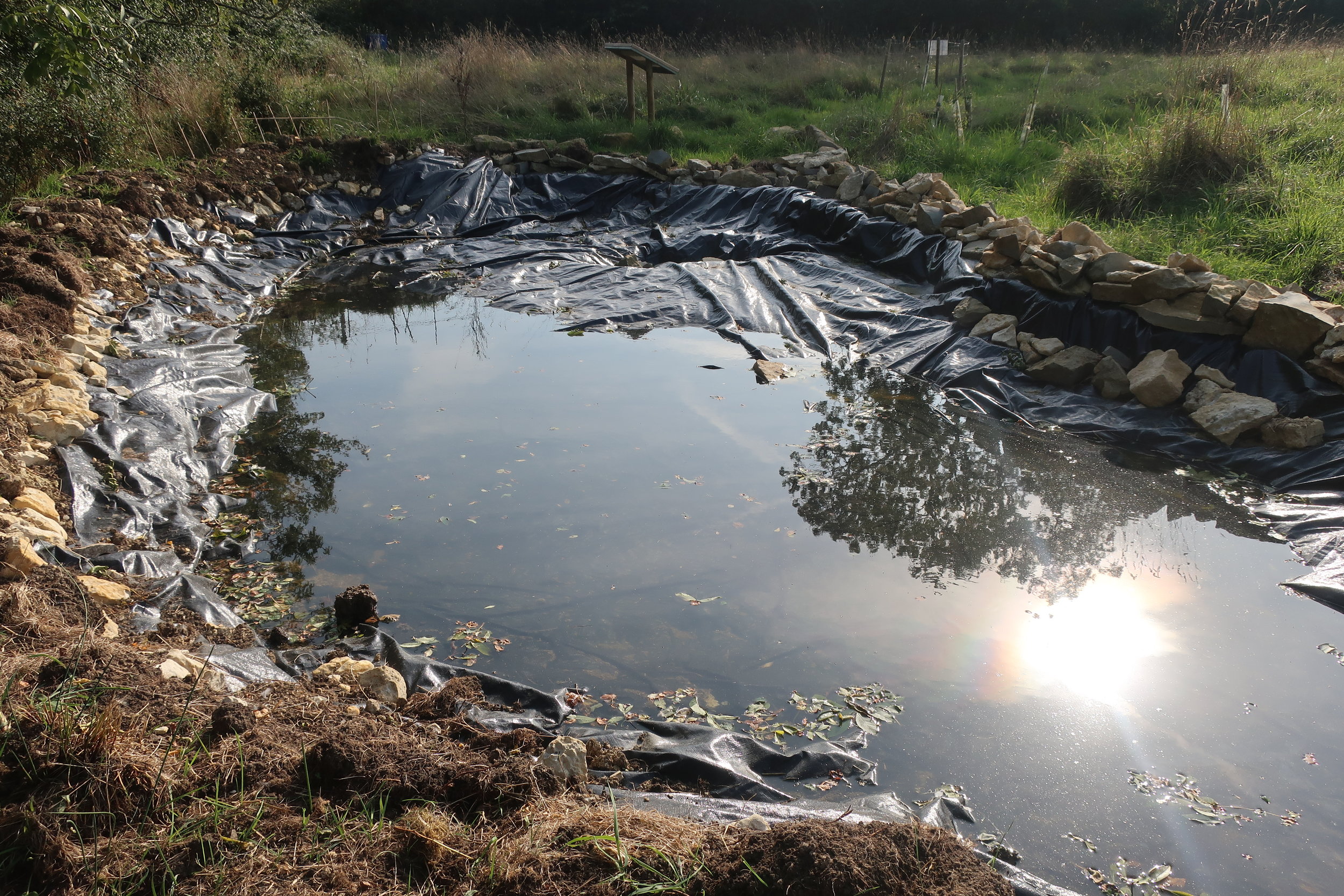 pond.jpeg