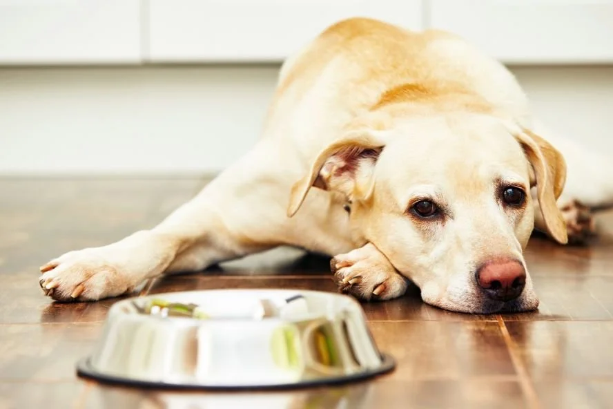 Tumor: Das richtige Futter fr krebskranke Hunde und Katzen  confidu