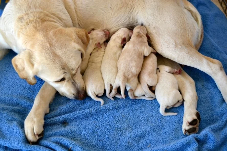 Hundezucht: Alles zu Trächtigkeit, Wurfrechner und Geburt beim Hund