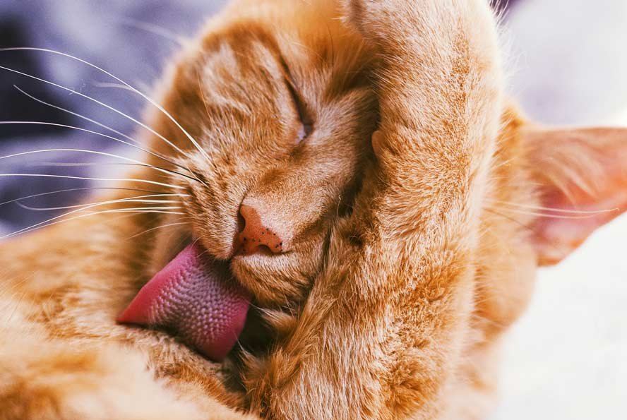 Bourgogne Tag telefonen Fortære Cyanose hos katte: Hvad skal man gøre, hvis din kat har en blå tunge? —  confidu