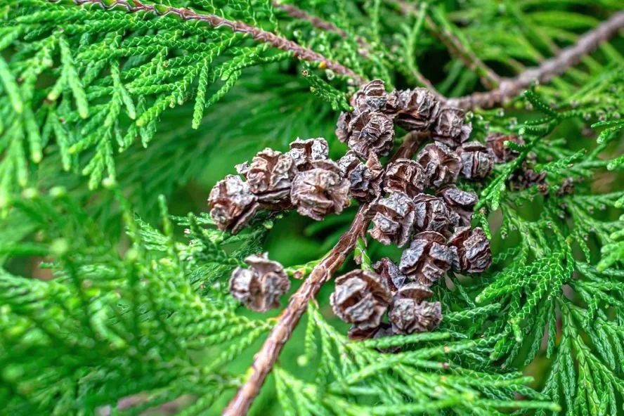 Thuja - Giftig fr Hunde und Katzen  confidu