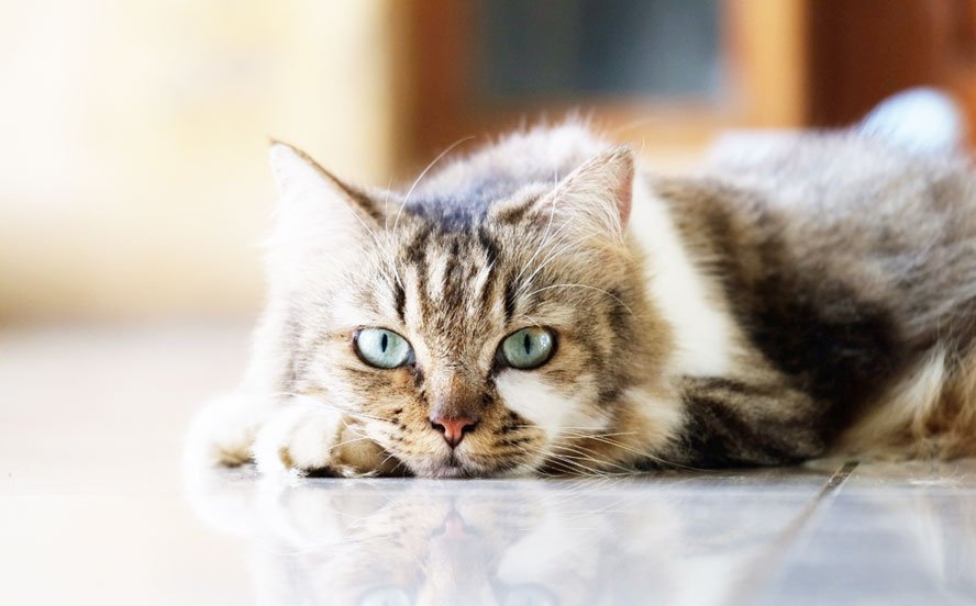 Opkast diarré hos katte - hvad skal man gøre? — confidu