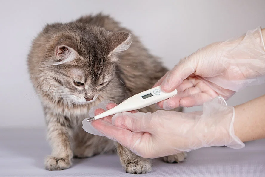 Luxus Katze Fieber Messen Ebenbild
