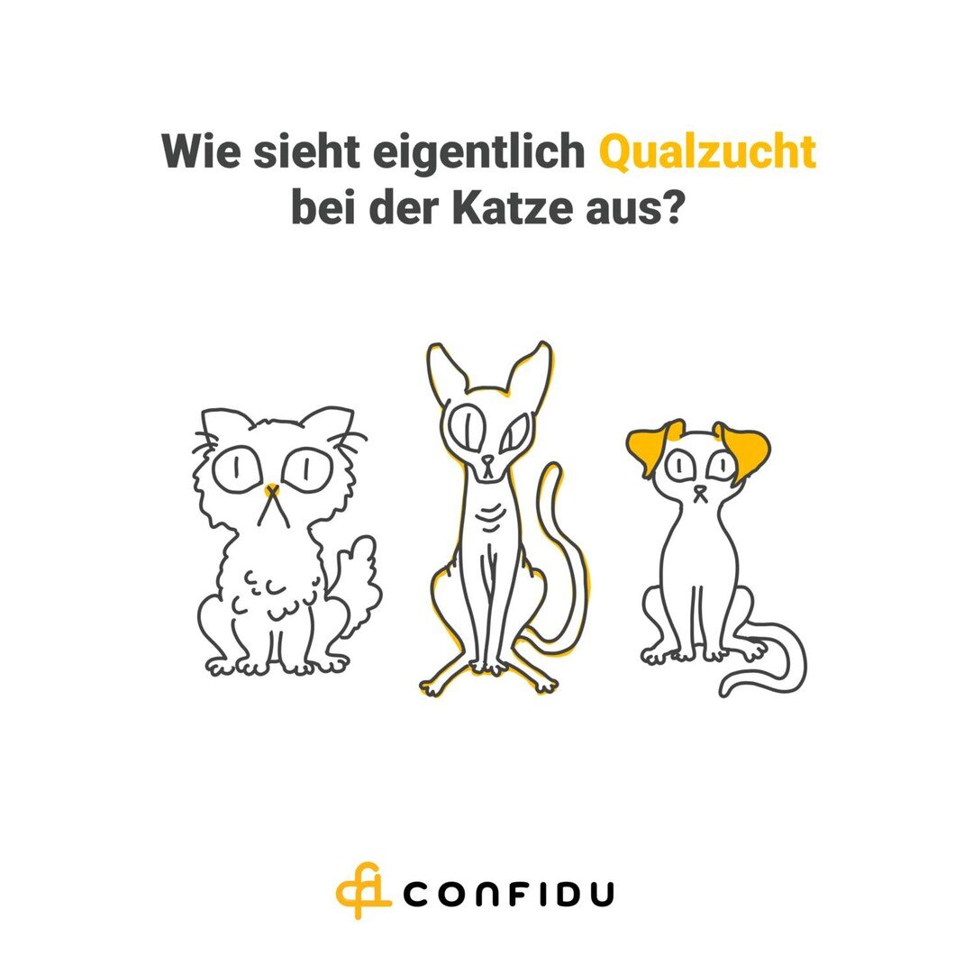 &Uuml;ber Qualzucht innerhalb von Hunderassen, zum Beispiel &uuml;ber franz&ouml;sische Bulldoggen, oder M&ouml;pse wird inzwischen oft diskutiert, aber nicht nur Hunde leiden unter unseren fragw&uuml;rdigen Sch&ouml;nheitsidealen. Auch einige Katzen