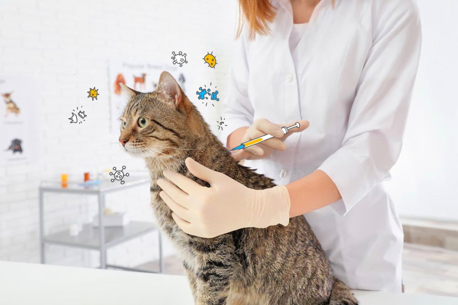 Kernevaccinationer hos katte | Sammen mod katteinfluenza felin panleukopeni —