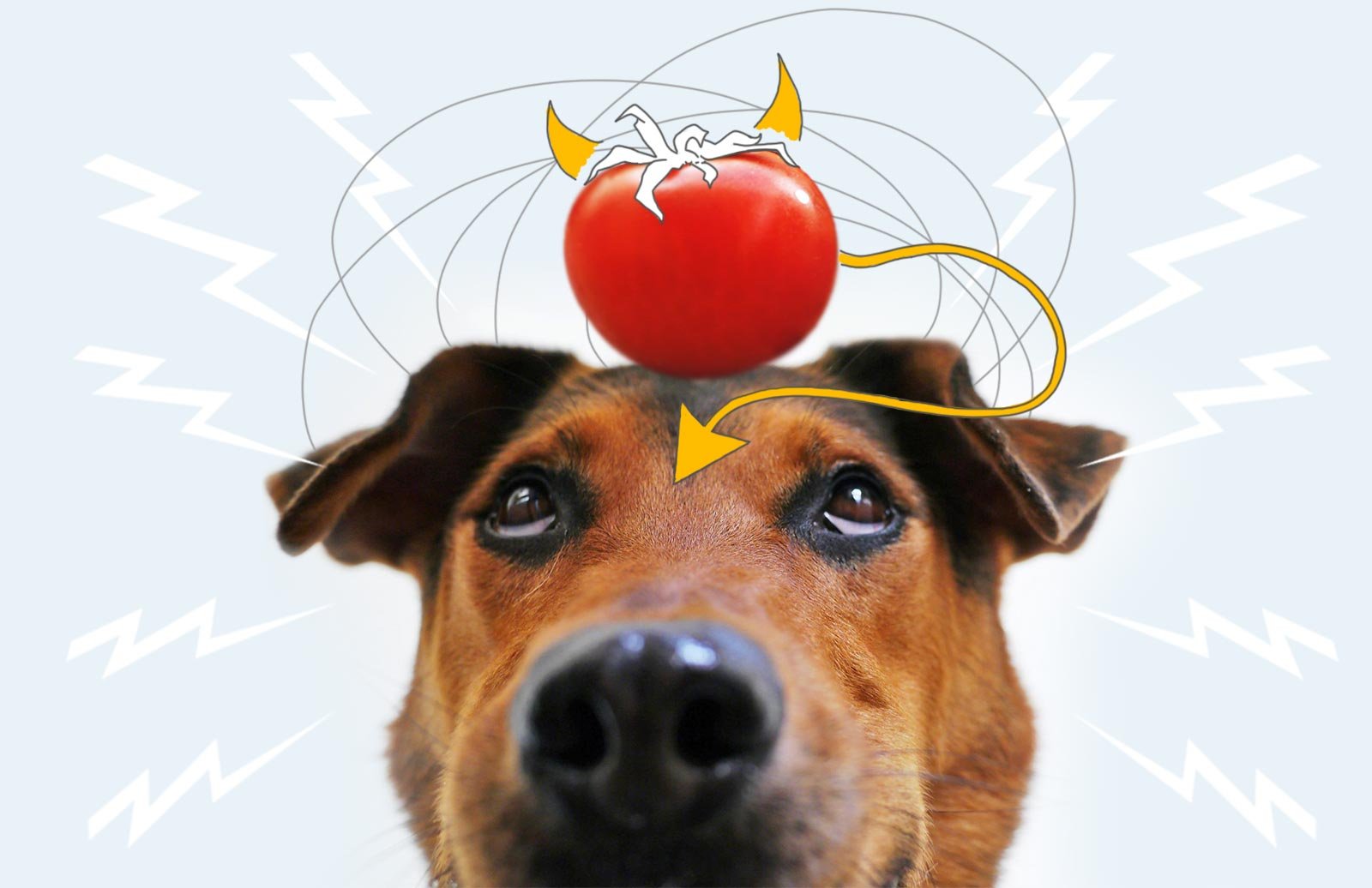 Dürfen Hunde Tomaten essen? Wichtig zu wissen! — confidu