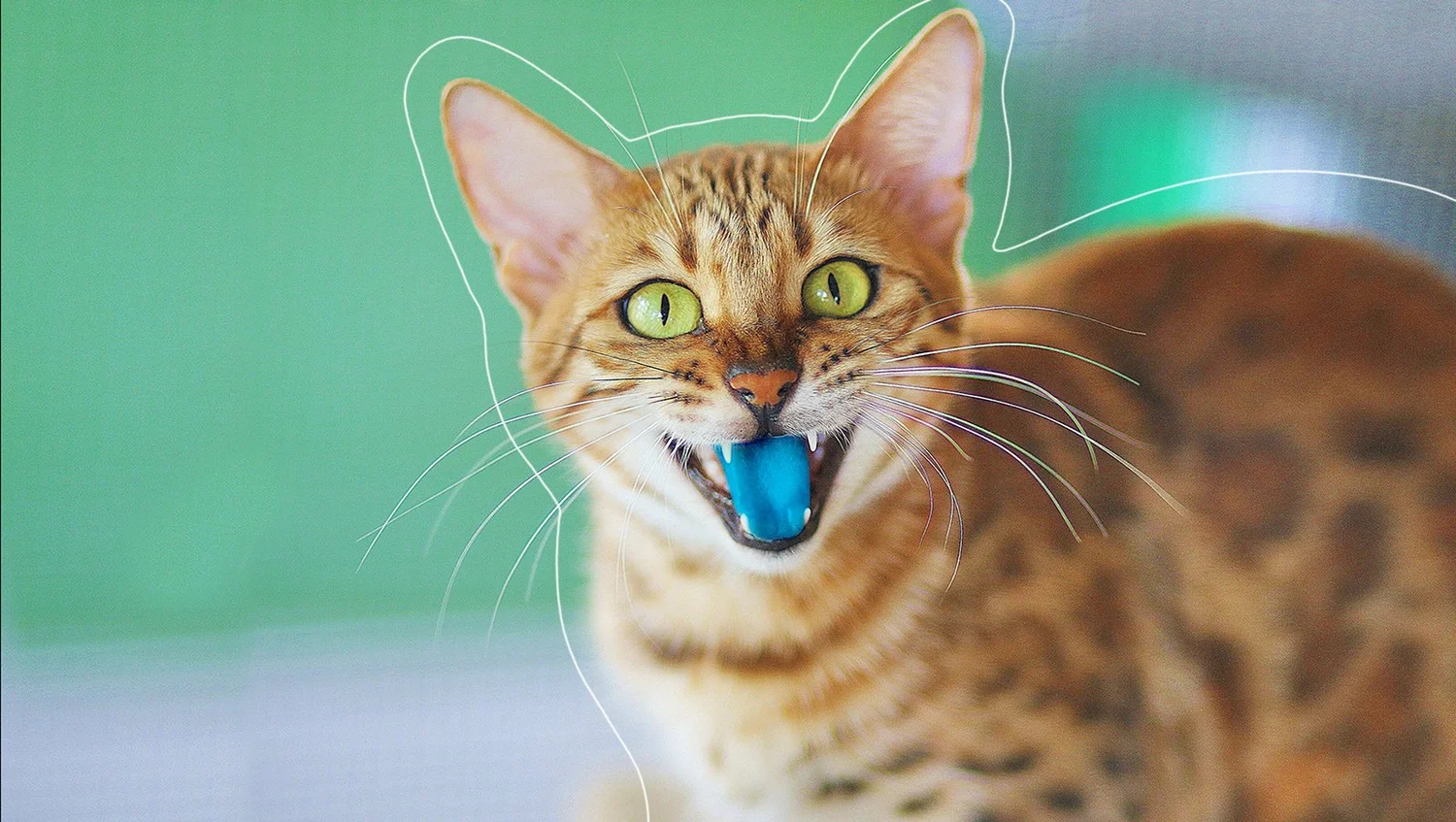 Was tun, wenn die Katze eine blaue Zunge hat?  confidu
