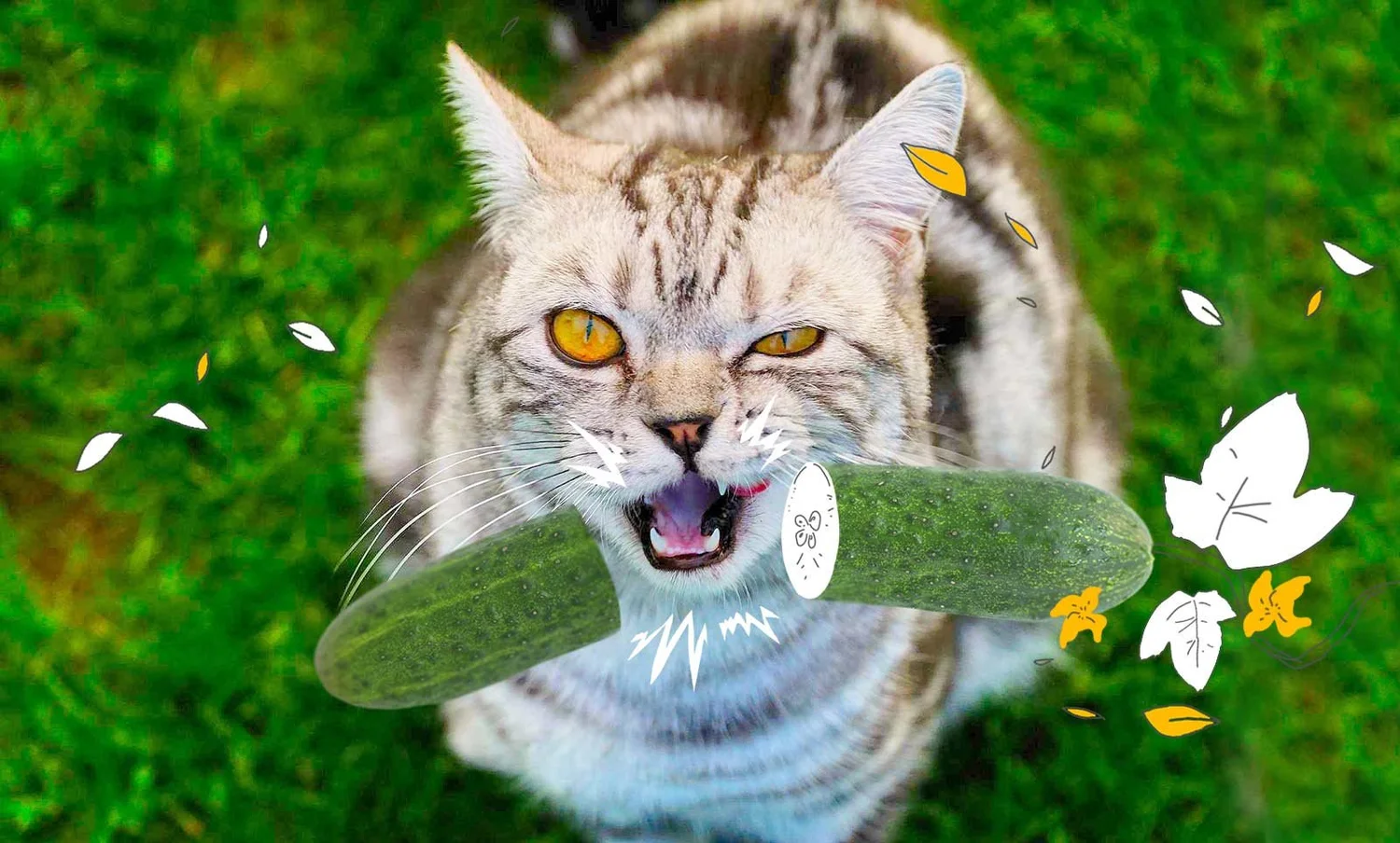 Katzen und Gemse: Drfen Katzen Gurken essen?  confidu
