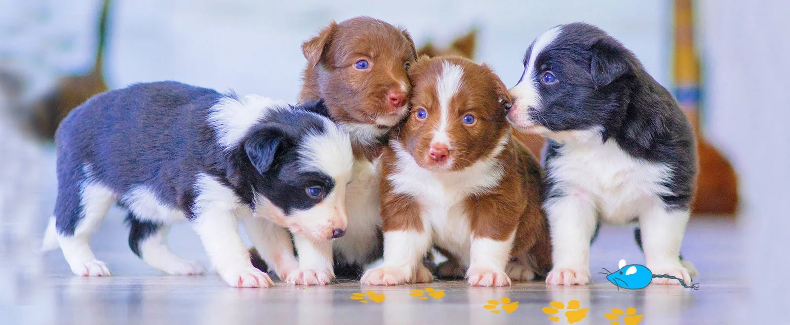Hundezucht: Alles zu Trchtigkeit, Wurfrechner und Geburt beim Hund   confidu