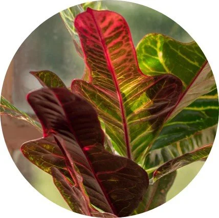 feigenbaum zimmerpflanze kaufen Feigenbaum Ficus Lyrata Strauch Zimmerpflanze Ø27cm 140cm kaufen