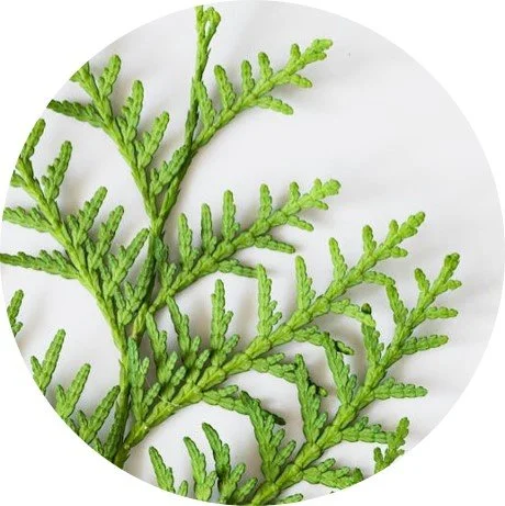 dischidia ruscifolia variegata Dischidia Ruscifolia Million Hearts – We Are Plant Lovers main image 0