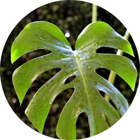 selloum gold philodendron Buy Philodendron bipinnatifidum gold main image 1