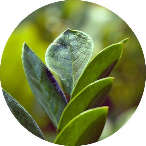 glückskastanie geht ein Glückskastanie (Pachira aquatica) kaufen main image 1