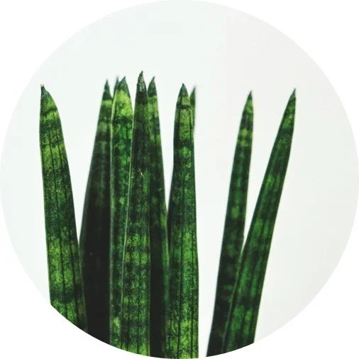 Sansevieria - Giftig fr Hunde und Katzen  confidu