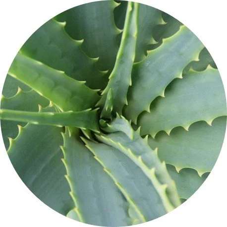 nyers aloe vera arcra YUSERA 99% Aloe Vera Soothing Gel 60 ML