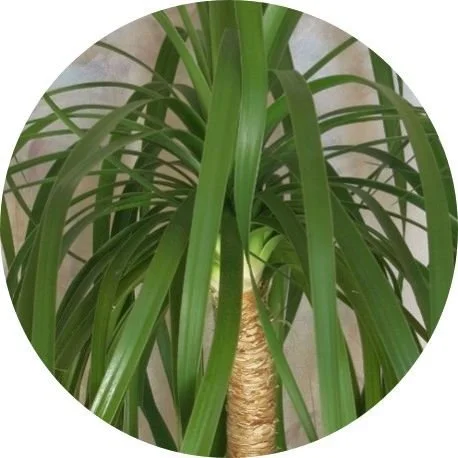 geigenfeige pflegeleicht Geigenfeige (Ficus lyrata) kaufen main image 1