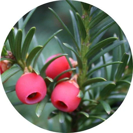 blühen gummibäume Gummibaum Ficus elastica Robusta Zimmerpflanze main image 1
