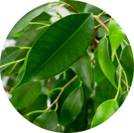 Benjamin oder Ficus - Giftig fr Hunde und Katzen  confidu