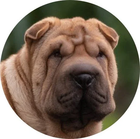 Hunderassen-Lexikon: Der Shar Pei  confidu