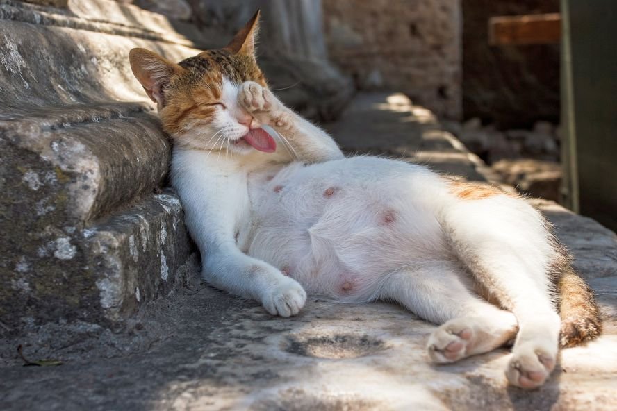Katze Leckt Sich Ständig Am Schwanzansatz Geschlechtsbestimmung bei Kitten und erwachsenen Katzen — confidu
