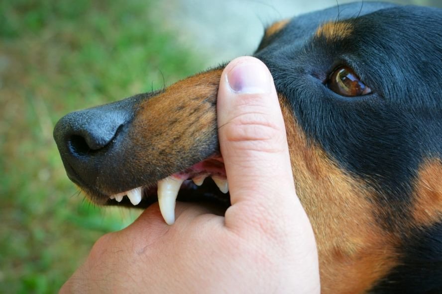 Mein Hund Knabbert An Mir