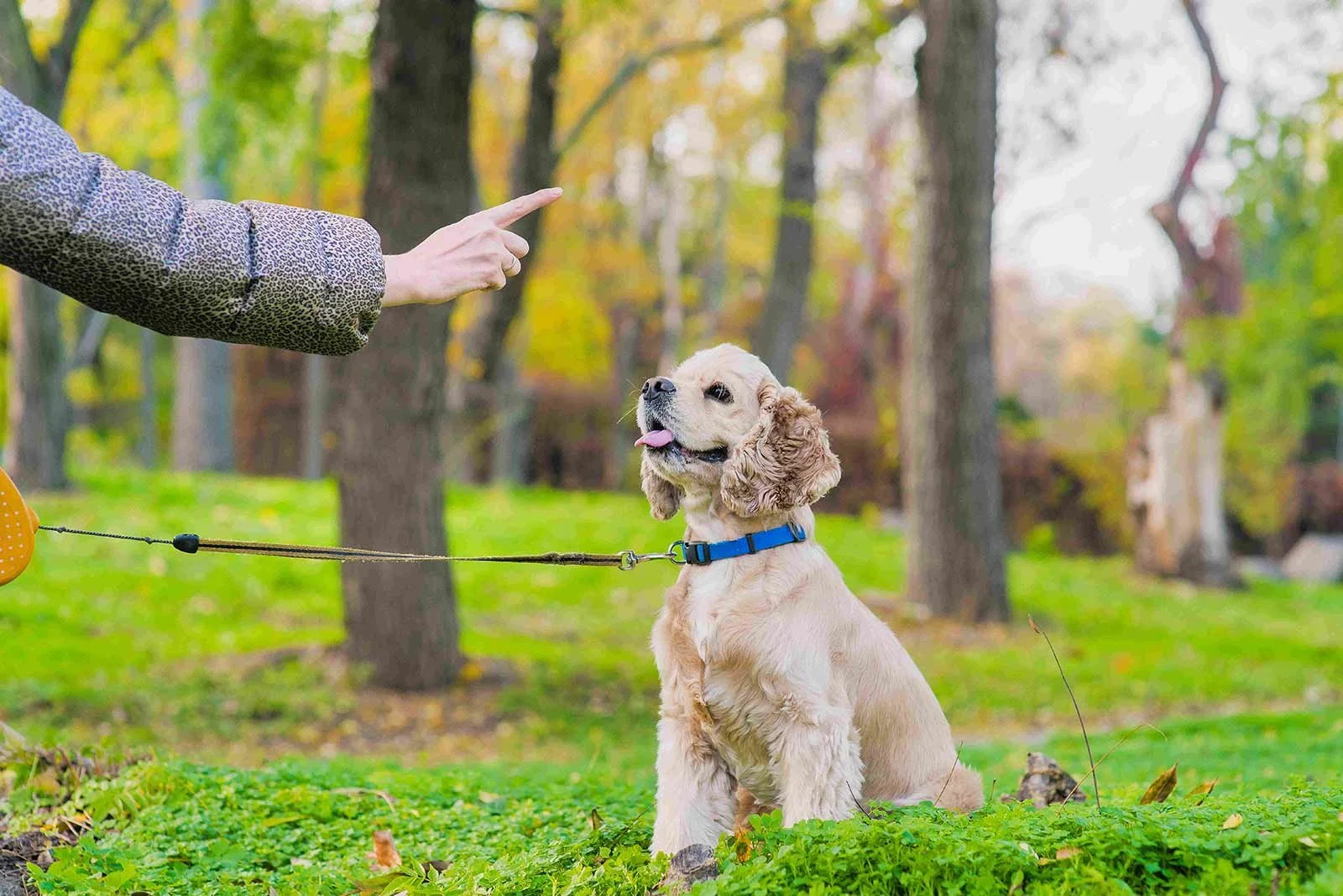 Warum wälzen sich Hunde in Kot? Hundeverhalten erklärt — confidu