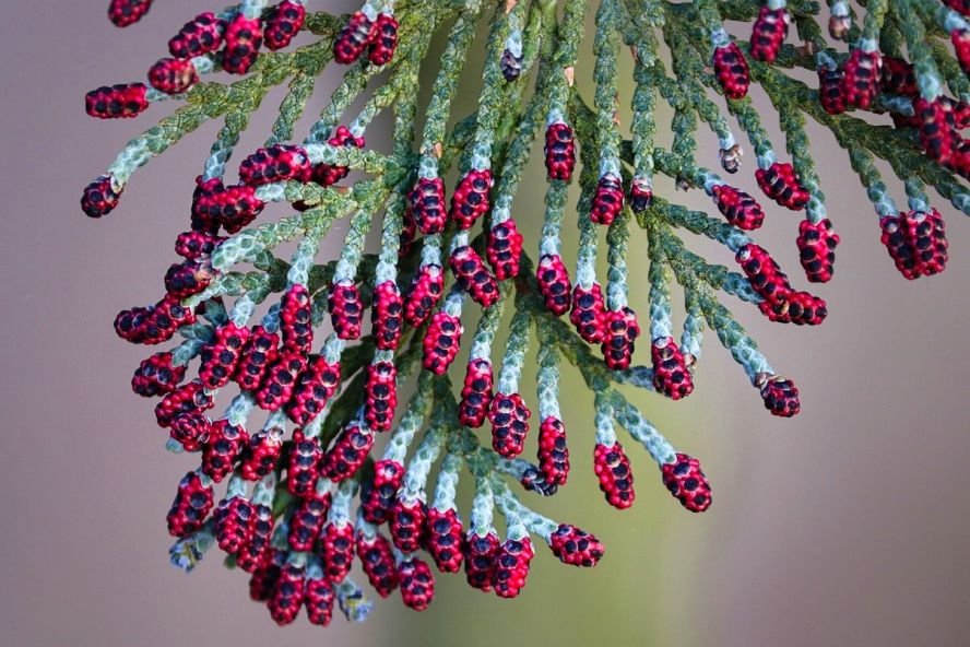 Thuja - Giftig fr Hunde und Katzen  confidu