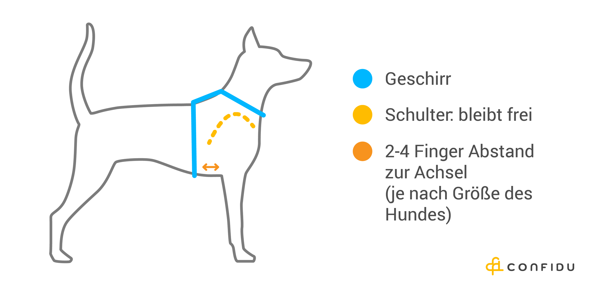 Halsband oder Geschirr Die ewige Frage — confidu