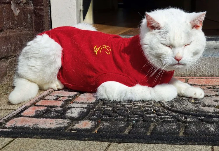 Katze Mit Halskrause Allein Lassen Halskrause für Katzen: Wie die Katze unterstützen? — confidu
