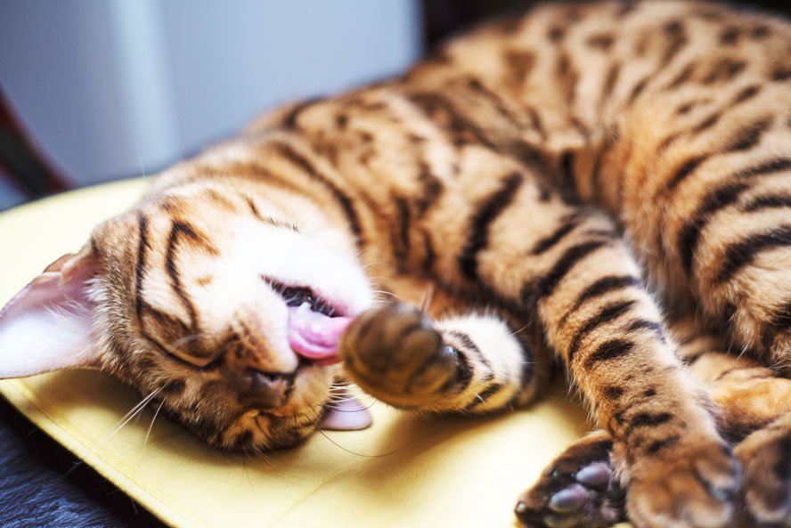 Hornhautwucherung bei Katzen – wie helfen bei Pododermatitis? — confidu