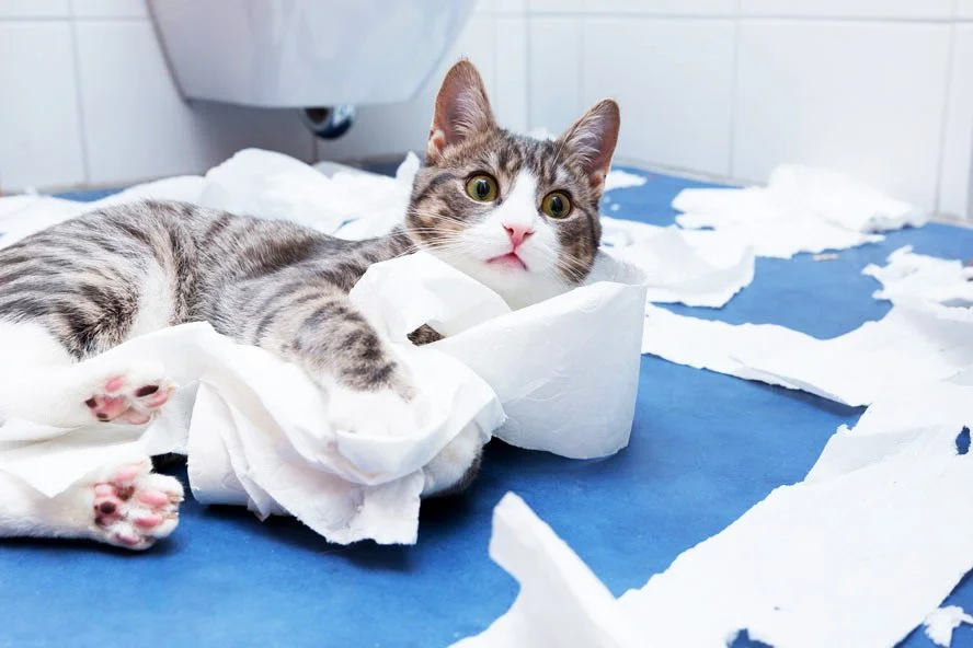 Meine Katze Rennt Wie Verrückt Durch Die Wohnung Warum rennt meine Katze wie verrückt durch die Wohnung? — confidu
