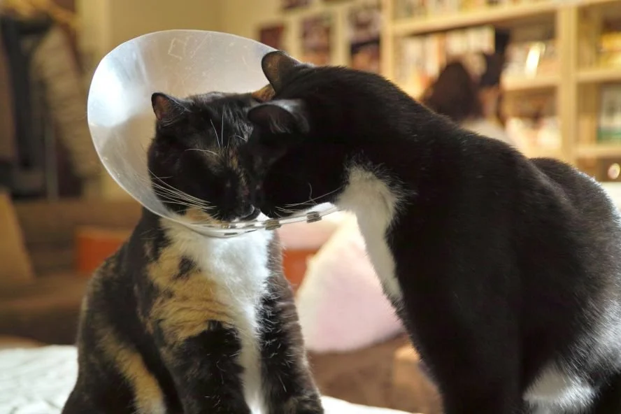 Katze Beißt Anderer Katze In Den Nacken Halskrause für Katzen: Wie die Katze unterstützen? — confidu